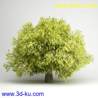 树合集模型,枫树,松树,圣诞树,桦树,榕树,柳树,橡树等模型25个的图片