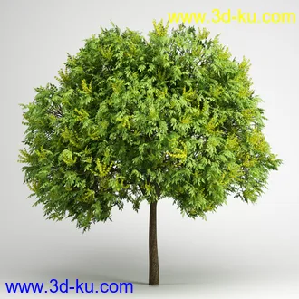 树合集模型,枫树,松树,圣诞树,桦树,榕树,柳树,橡树等模型25个的图片