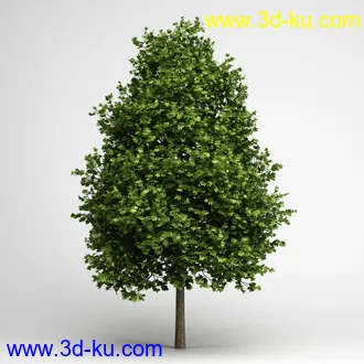 树合集模型,枫树,松树,圣诞树,桦树,榕树,柳树,橡树等模型25个的图片
