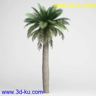 亚热带树木模型合集,椰树,铁树,芭蕉树,面包树,果树等模型20个的图片1