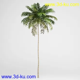 亚热带树木模型合集,椰树,铁树,芭蕉树,面包树,果树等模型20个的图片2