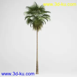 亚热带树木模型合集,椰树,铁树,芭蕉树,面包树,果树等模型20个的图片4