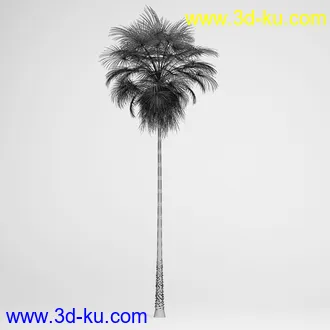 亚热带树木模型合集,椰树,铁树,芭蕉树,面包树,果树等模型20个的图片6