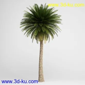 亚热带树木模型合集,椰树,铁树,芭蕉树,面包树,果树等模型20个的图片7