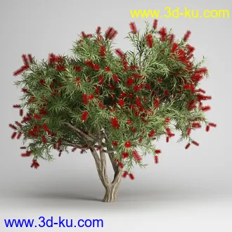 亚热带树木模型合集,椰树,铁树,芭蕉树,面包树,果树等模型20个的图片10