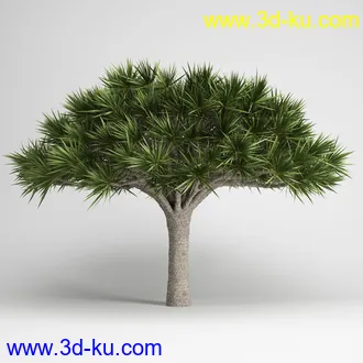 亚热带树木模型合集,椰树,铁树,芭蕉树,面包树,果树等模型20个的图片11