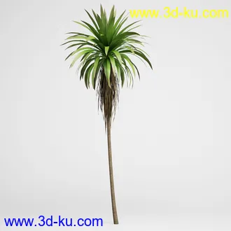 亚热带树木模型合集,椰树,铁树,芭蕉树,面包树,果树等模型20个的图片14