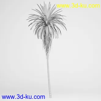 亚热带树木模型合集,椰树,铁树,芭蕉树,面包树,果树等模型20个的图片15