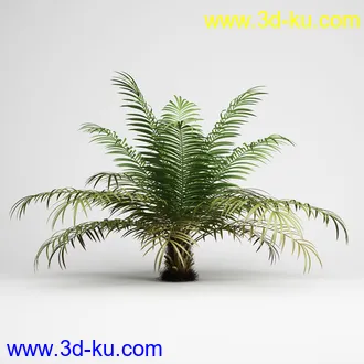 亚热带树木模型合集,椰树,铁树,芭蕉树,面包树,果树等模型20个的图片17