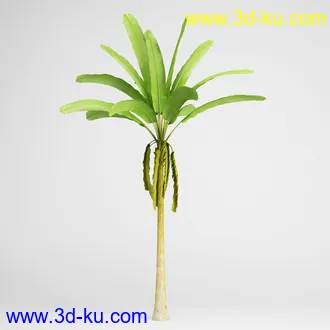 亚热带树木模型合集,椰树,铁树,芭蕉树,面包树,果树等模型20个的图片19