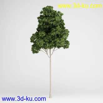 亚热带树木模型合集,椰树,铁树,芭蕉树,面包树,果树等模型20个的图片21