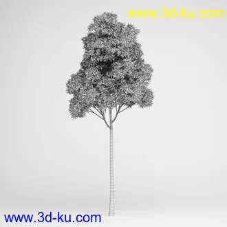 亚热带树木模型合集,椰树,铁树,芭蕉树,面包树,果树等模型20个的图片22