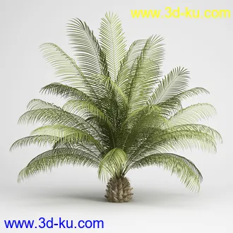 亚热带树木模型合集,椰树,铁树,芭蕉树,面包树,果树等模型20个的图片