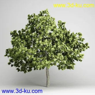 亚热带树木模型合集,椰树,铁树,芭蕉树,面包树,果树等模型20个的图片