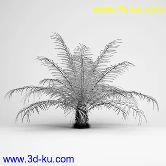 亚热带树木模型合集,椰树,铁树,芭蕉树,面包树,果树等模型20个的图片