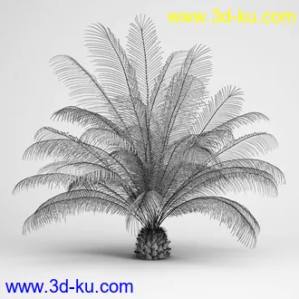 亚热带树木模型合集,椰树,铁树,芭蕉树,面包树,果树等模型20个的图片