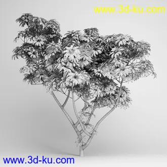 亚热带树木模型合集,椰树,铁树,芭蕉树,面包树,果树等模型20个的图片