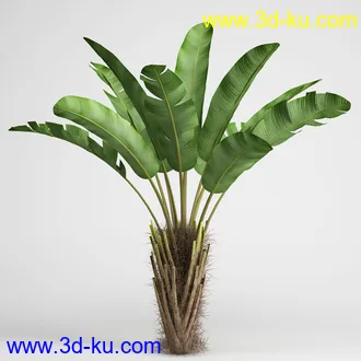 亚热带树木模型合集,椰树,铁树,芭蕉树,面包树,果树等模型20个的图片