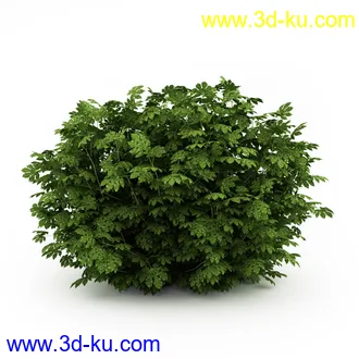 园林植物,观赏植物,庭园植物,园艺,造型植物,草丛,滕迈,灌木,花卉,矮树,杂草,鲜花等模型35个的图片7