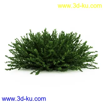园林植物,观赏植物,庭园植物,园艺,造型植物,草丛,滕迈,灌木,花卉,矮树,杂草,鲜花等模型35个的图片9