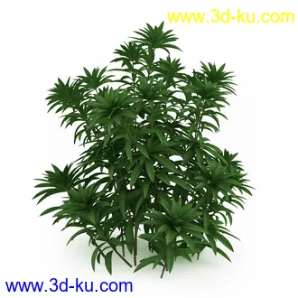 园林植物,观赏植物,庭园植物,园艺,造型植物,草丛,滕迈,灌木,花卉,矮树,杂草,鲜花等模型35个的图片11