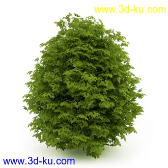 园林植物,观赏植物,庭园植物,园艺,造型植物,草丛,滕迈,灌木,花卉,矮树,杂草,鲜花等模型35个的图片12