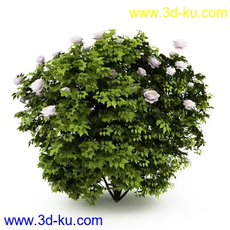 园林植物,观赏植物,庭园植物,园艺,造型植物,草丛,滕迈,灌木,花卉,矮树,杂草,鲜花等模型35个的图片16