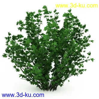 园林植物,观赏植物,庭园植物,园艺,造型植物,草丛,滕迈,灌木,花卉,矮树,杂草,鲜花等模型35个的图片23