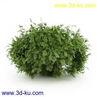 园林植物,观赏植物,庭园植物,园艺,造型植物,草丛,滕迈,灌木,花卉,矮树,杂草,鲜花等模型35个的图片25