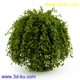 园林植物,观赏植物,庭园植物,园艺,造型植物,草丛,滕迈,灌木,花卉,矮树,杂草,鲜花等模型35个的图片27