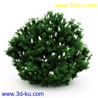 园林植物,观赏植物,庭园植物,园艺,造型植物,草丛,滕迈,灌木,花卉,矮树,杂草,鲜花等模型35个的图片28