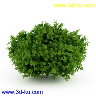 园林植物,观赏植物,庭园植物,园艺,造型植物,草丛,滕迈,灌木,花卉,矮树,杂草,鲜花等模型35个的图片29