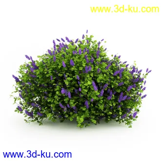 园林植物,观赏植物,庭园植物,园艺,造型植物,草丛,滕迈,灌木,花卉,矮树,杂草,鲜花等模型35个的图片30