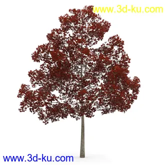 树模型合集,春夏秋冬四季树木的形态,树枝,树干,树模型30个的图片