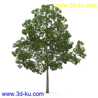 树模型合集,春夏秋冬四季树木的形态,树枝,树干,树模型30个的图片