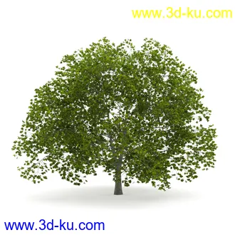 树模型合集,春夏秋冬四季树木的形态,树枝,树干,树模型30个的图片