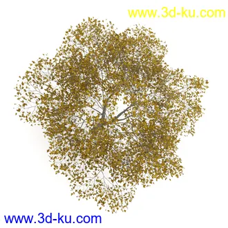 树模型合集,春夏秋冬四季树木的形态,树枝,树干,树模型30个的图片