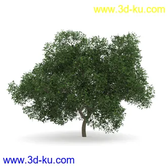 树模型合集,春夏秋冬四季树木的形态,树枝,树干,树模型30个的图片