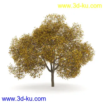 树模型合集,春夏秋冬四季树木的形态,树枝,树干,树模型30个的图片