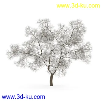 树模型合集,春夏秋冬四季树木的形态,树枝,树干,树模型30个的图片