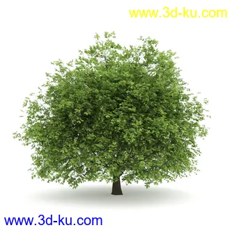 树模型合集,春夏秋冬四季树木的形态,树枝,树干,树模型30个的图片