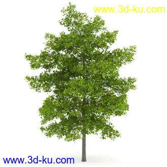 树模型合集,春夏秋冬四季树木的形态,树枝,树干,树模型30个的图片