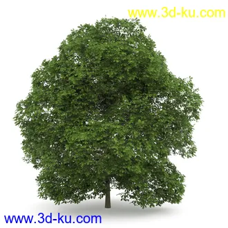 树模型合集,春夏秋冬四季树木的形态,树枝,树干,树模型30个的图片