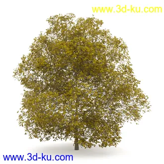 树模型合集,春夏秋冬四季树木的形态,树枝,树干,树模型30个的图片