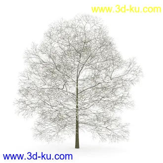 树模型合集,春夏秋冬四季树木的形态,树枝,树干,树模型30个的图片