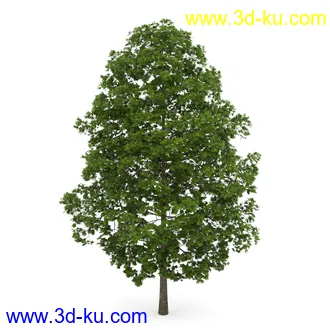 树模型合集,春夏秋冬四季树木的形态,树枝,树干,树模型30个的图片