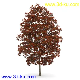 树模型合集,春夏秋冬四季树木的形态,树枝,树干,树模型30个的图片