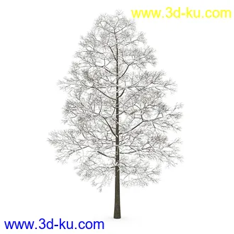 树模型合集,春夏秋冬四季树木的形态,树枝,树干,树模型30个的图片