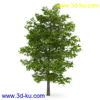 树模型合集,春夏秋冬四季树木的形态,树枝,树干,树模型30个的图片