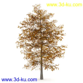 树模型合集,春夏秋冬四季树木的形态,树枝,树干,树模型30个的图片